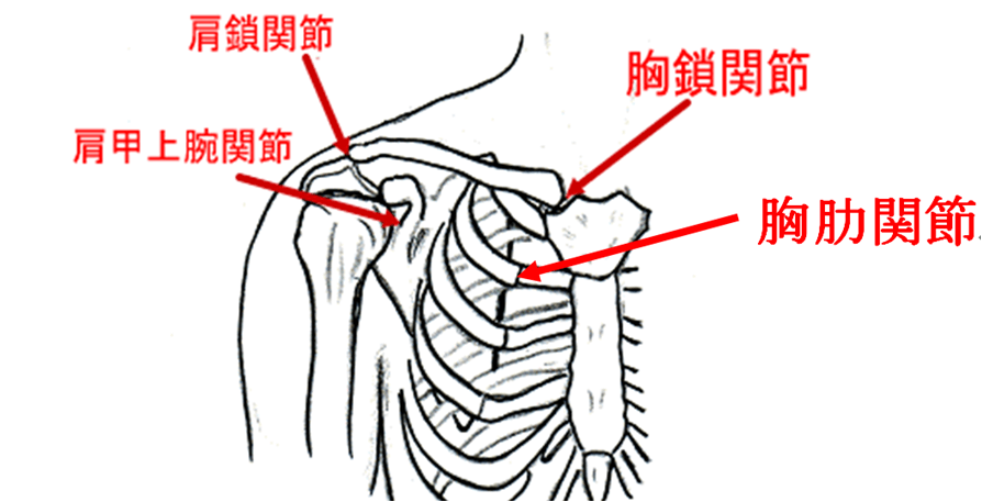 肩関節に関連する関節
