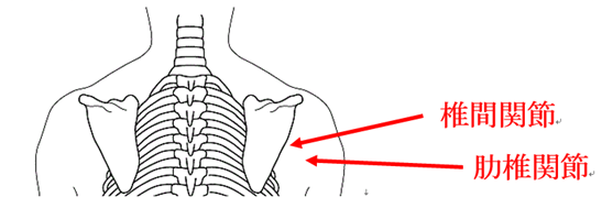 肋骨と背骨の関節のイラスト
