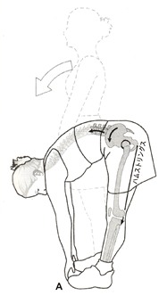 股関節を中心にした体幹前屈動作のイラスト