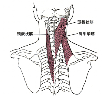 頸部の筋肉の写真